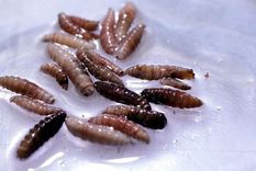 En América Central y México se ha confirmado un brote de la enfermedad causada por el gusano barrenador del Nuevo Mundo.