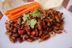 ¿es bueno comer insectos? los beneficios de la dieta del futuro