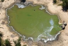 Más de 300 elefantes aparecieron muertos en Botsuana en los últimos dos meses Foto: BBC Mundo