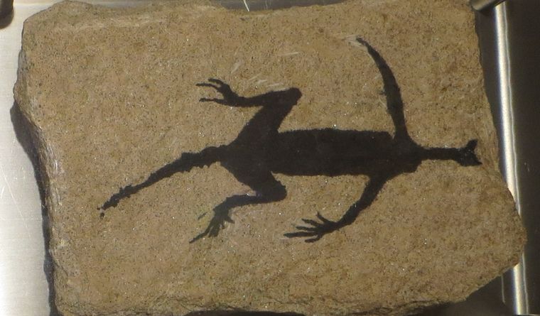 La noticia ha dejado perplejos a muchos paleontólogos. Foto: Wikipedia.