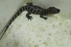 Yacaré overo rescatado en Luján de Cuyo tras un operativo conjunto. Foto: Prensa Gobierno de Mendoza