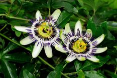 La PAsionaria es una planta trepadora con un gran poder ornamental Foto: Wikipedia