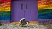 La plataforma es para perros, gatos y las cantidades que se necesiten según la cantidad de mascotas. La plataforma es para perros, gatos y las cantidades que se necesiten según la cantidad de mascotas.