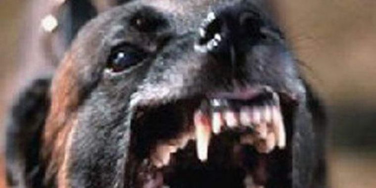 Prevención para evitar mordeduras.