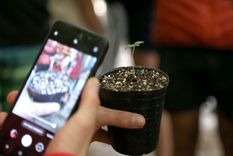 Marcha por la Legalización de la  Mariguana Una participante le toma una fotografía con su teléfono a una plantita de cannabis. Foto: Maximiliano Ríos/MDZ