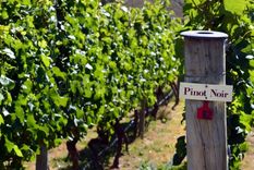Pinot Noir: una delicia.