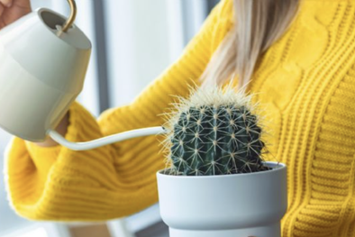 MDZol | Cactus redondos, lindos, elegantes y de fácil cuidado. La mejor elección para adornar el hogar Foto: Shutterstock