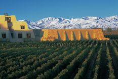 El estudio publicado en la publicación científica fue liderado por la bodega Catena Zapata