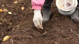 La planta de aroma fuerte que se planta en mayo.