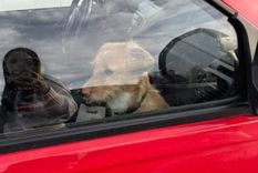 una mujer dejo dos perros encerrados en el auto y fue escrachada