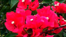 Buganvilla o buganbilia es la planta trepadora conocida científicamente como Bougainvillea. Foto: (c) 106611639464075912591 - mexico.inaturalist.org