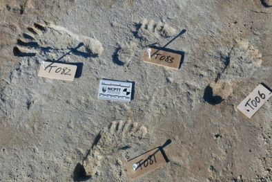 MDZol | Las huellas pertenecen a niños y adolescentes que vivieron hace 21.000 años Foto: Universidad de Bournemouth