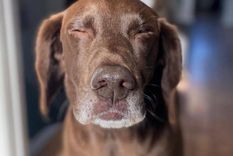 La ciencia busca descifrar los ladridos con inteligencia artificial para comprender qué intentan decir los perros.