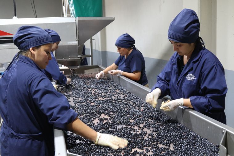 La baja en la cosecha incidió en la caída de exportaciones Foto: Maximiliano Ríos/MDZ