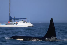 Los científicos prefieren llamar a estos choques interacciones. Foto: GETTY IMAGES Los científicos prefieren llamar a estos choques interacciones. Foto: GETTY IMAGES