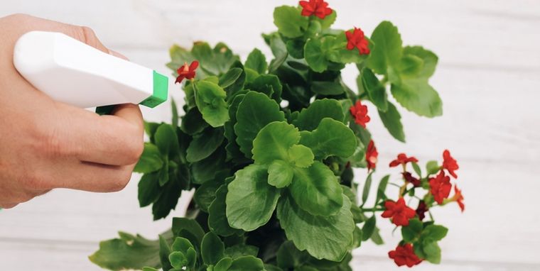 Con algunos simples cambios y agregados a la tierra tus plantas pueden estallar de flores Foto: Shutterstock
