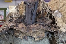 El descubrimiento fue realizado en la zona del lago Duvensee, donde arqueólogos investigan cómo vivían y enterraban a sus muertos las primeras comunidades del Holoceno. El descubrimiento fue realizado en la zona del lago Duvensee, donde arqueólogos investigan cómo vivían y enterraban a sus muertos las primeras comunidades del Holoceno.