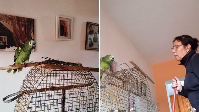 Un loro con tonada cordobesa se hizo viral en TikTok. Foto: Captura del video de TikTok