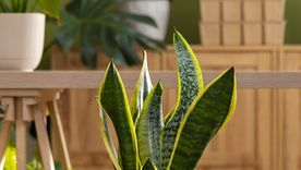 Este abono casero hará crecer de forma magnífica a la lengua de suegra. Este abono casero hará crecer de forma magnífica a la lengua de suegra.