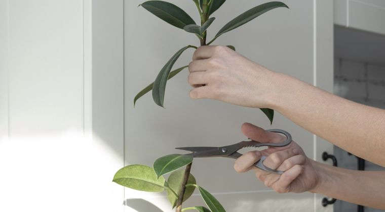 El secreto se encuentra en el corte de los esquejes Foto: Shutterstock