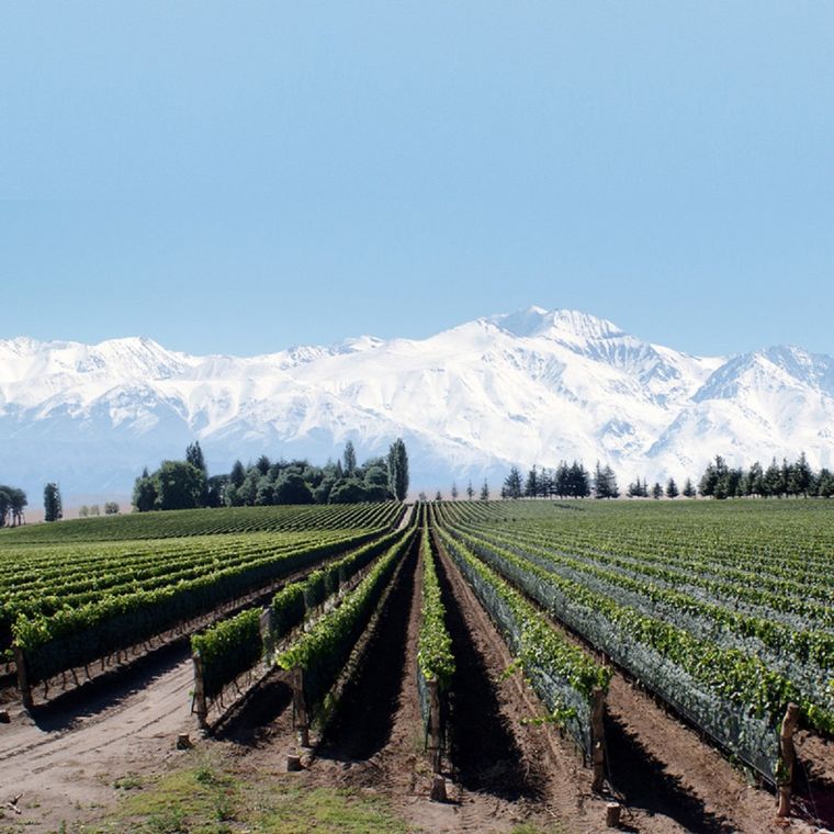 Los viñedos de la Bodega Los Haroldos Foto: archivo MDZ