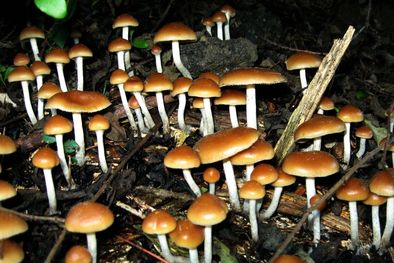 MDZol | La psilocibina ayudó en la salud mental de muchas personas según estudios científicos.