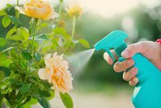 Una manera sencilla de mantener las plantas saludables. Foto: Shutterstock