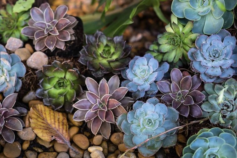 Foto: FOTO: NUEVA MUJER