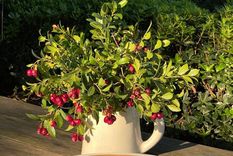 Los beneficios de los alimentos que consume Juliana Awada en su merienda Foto: Instagram Los beneficios de los alimentos que consume Juliana Awada en su merienda Foto: Instagram