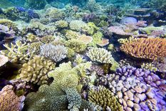 La Gran Barrera de Coral es el sistema de arrecifes de coral más grande del mundo. Foto Dpa