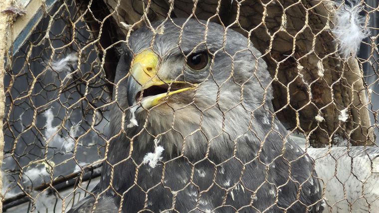 El águila mora fue capturada. Tres sujetos detenidos.&nbsp;