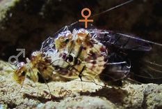 hembras con pene y machos con vagina en brasil