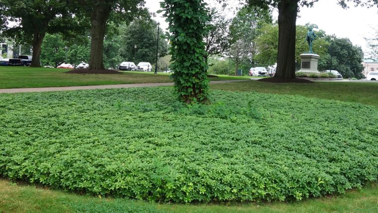 Pachysandra, una planta muy popular. Foto: onlineorchards.com
