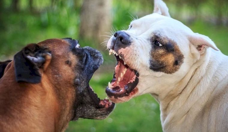 El anciano fue asesinado por los perros de su vecina y ahora la imputaron por homicidio