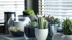 Esta es la mejor planta para atraer dinero: incorpórala en tu hogar. Foto: Pixabay - pixabay.com