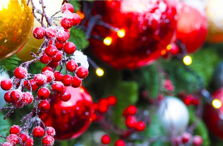 Navidad Cuáles son los cuidados del acebo Foto: Shutterstock