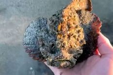 El pez piedra habita en zonas costeras de la región del Indo-Pacífico.