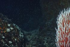 Esta especie vivió hace 500 millones de años. Foto: Shutterstock