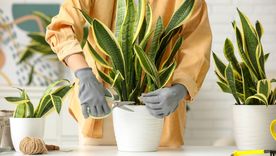 Plantas que se reproducen. Plantas que se reproducen.