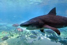 Los expertos afirman que los tiburones no son los culpables de estos incidentes.