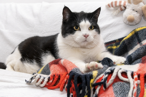 Amasar es un comportamiento común en los gatos domésticos. Foto: Shutterstock Amasar es un comportamiento común en los gatos domésticos. Foto: Shutterstock