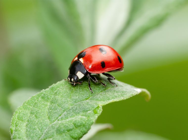 La presencia de este insecto tiene un gran augurio. Entérate por qué Foto: Shutterstock