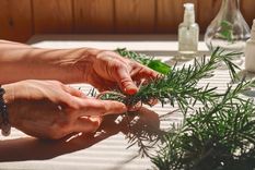 Para atraer buenas energías solo necesitas ramas de romero Foto: shutterstock