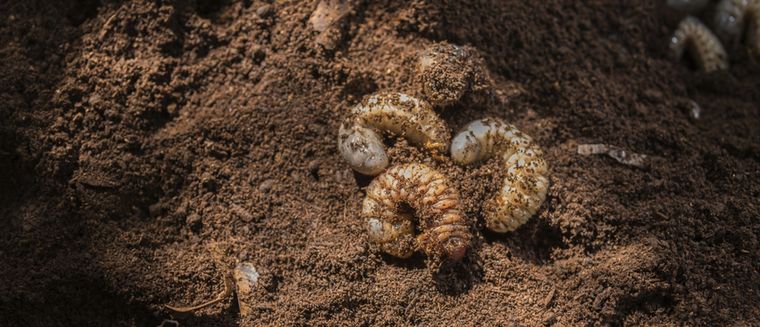Aprende a eliminar las plagas que dañan tus plantas Foto: Shutterstock