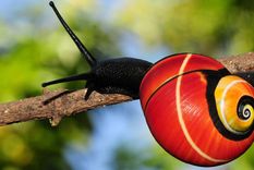 Un caracol Polymita en su hábitat forestal nativo en el este de Cuba. Un caracol Polymita en su hábitat forestal nativo en el este de Cuba.