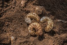 Aprende a eliminar las plagas que dañan tus plantas Foto: Shutterstock