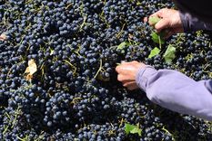 Por la inestabilidad, los precios de la uva se piden en dólares. Inicio de una disputa anunciada. Foto: Archivo