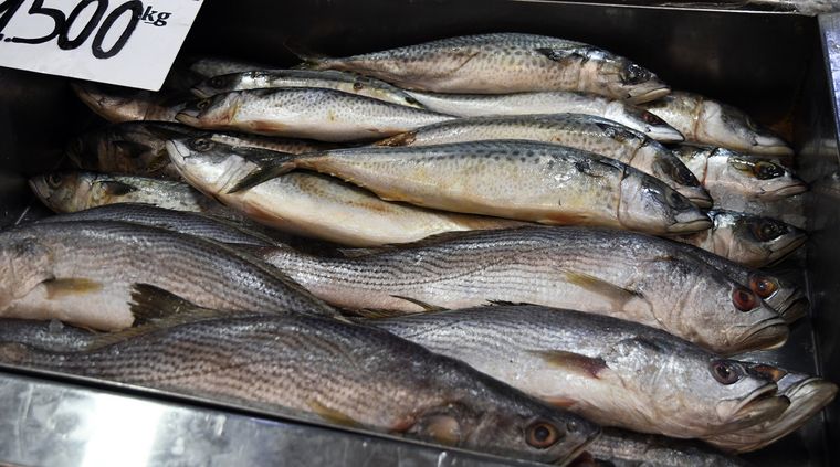 Unos 30 cargamentos de merluza exportados a Brasil presentaban inconsistencias en la documentación y un costo de más de US$ 600.000 para el fisco. Foto: ALF PONCE MERCADO / MDZ