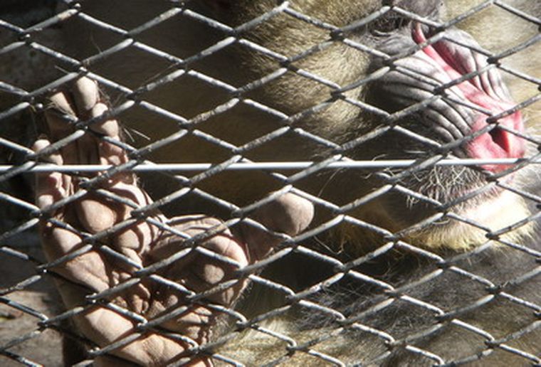 Foto: Ulises Naranjo / MDZ.