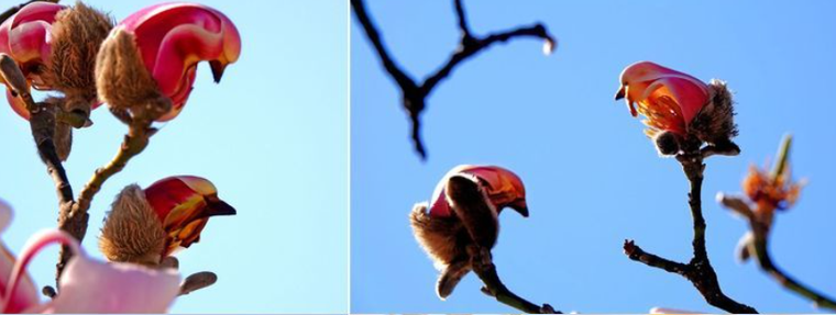 La planta cuya flor parece un ave. Fuente: Pinterest. La planta cuya flor parece un ave. Fuente: Pinterest.